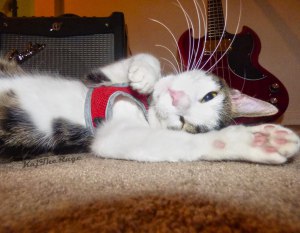 11924585_10207187252588896_463427855_o(1)