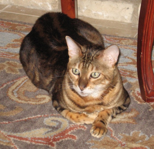 hamletportraitprofile