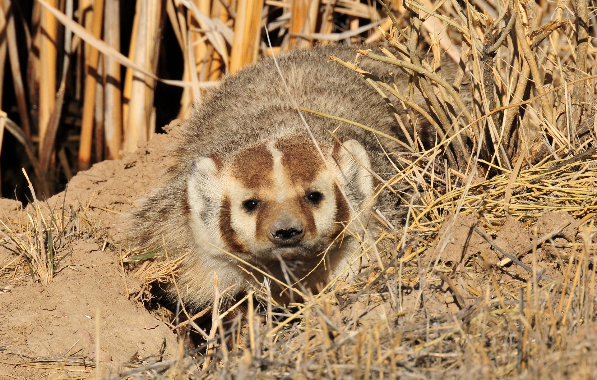 badger-940509_1920
