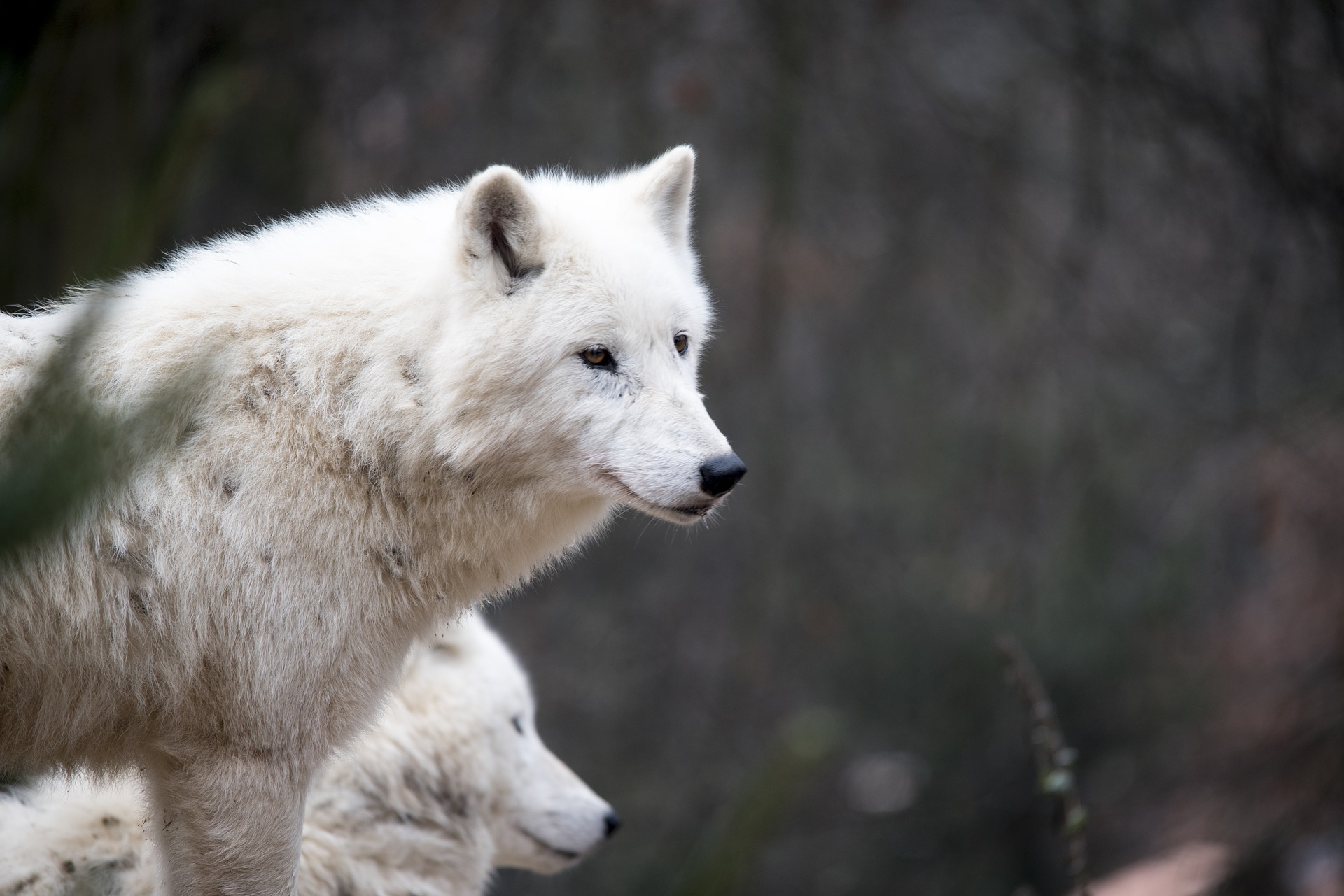 white-wolf-1903107_1920