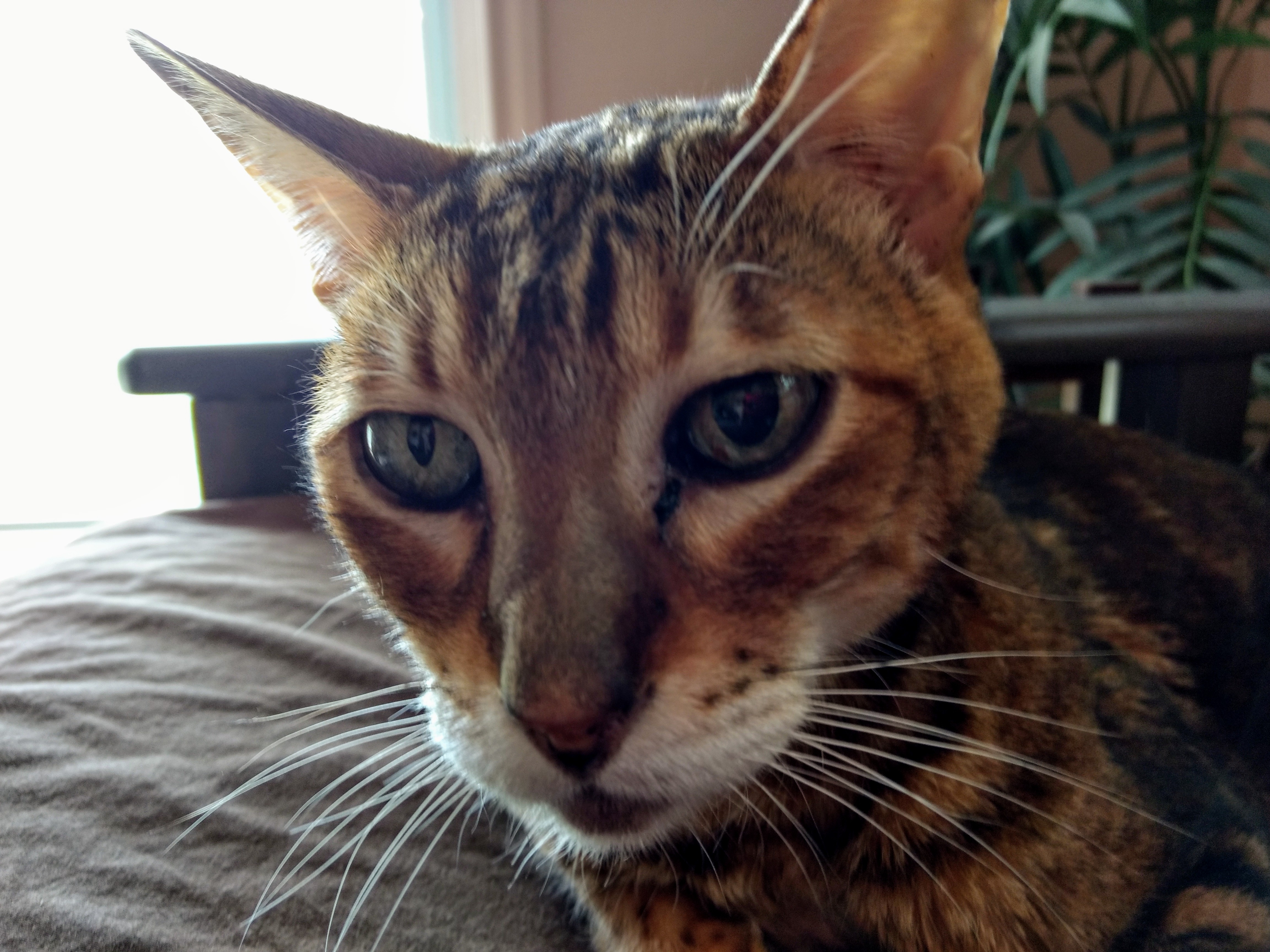 detachedretinaJune2020