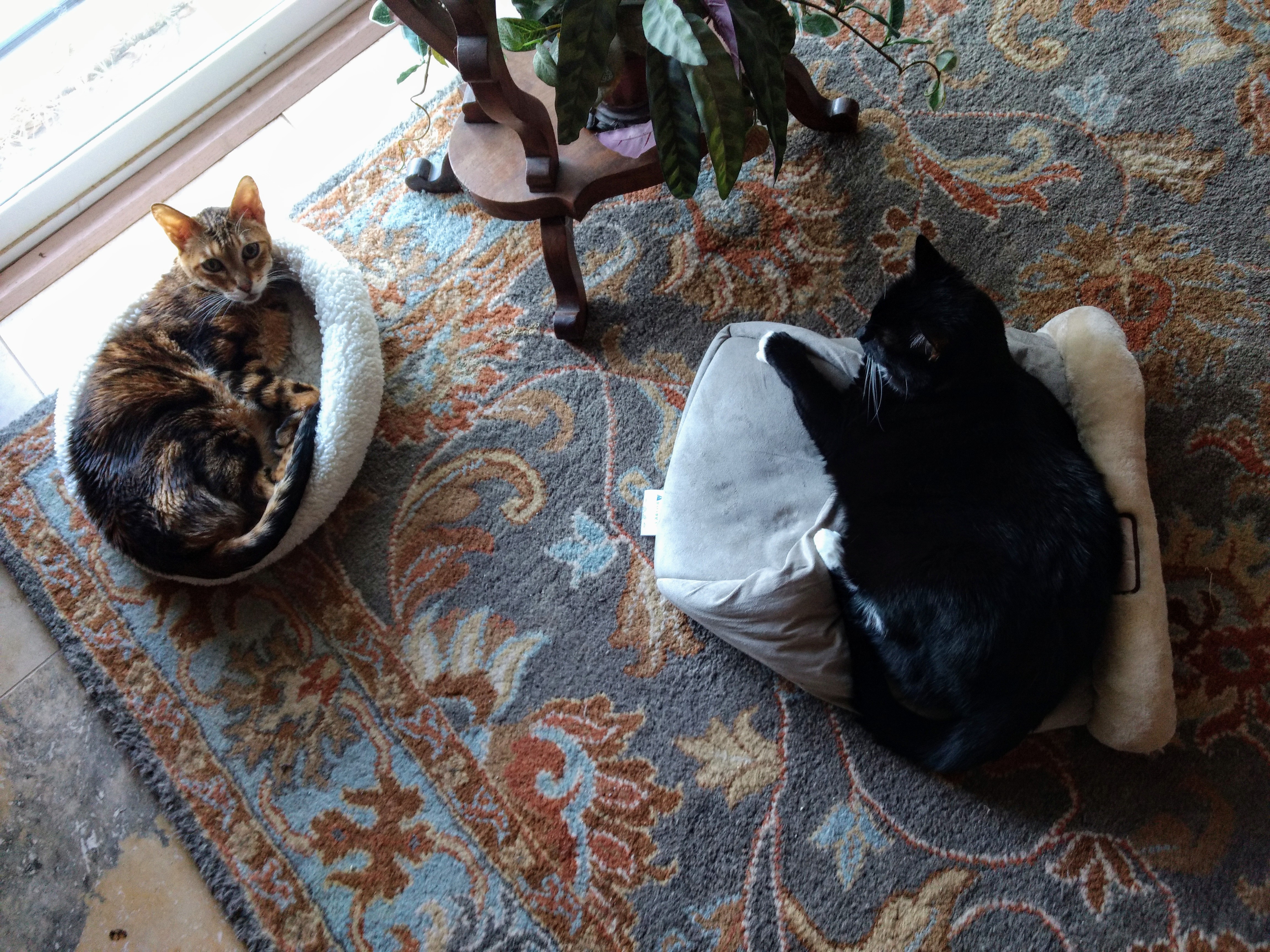 sunroomvigilJune2020