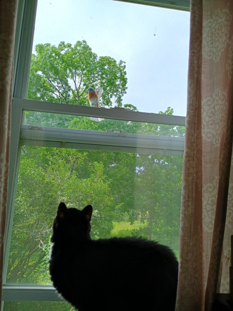 cat  inside looking at a bird outside the window