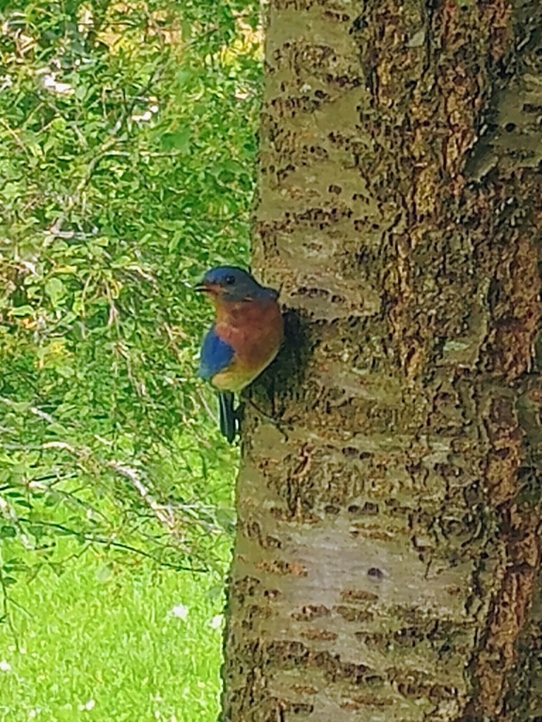bird perched on the trunk of a tree