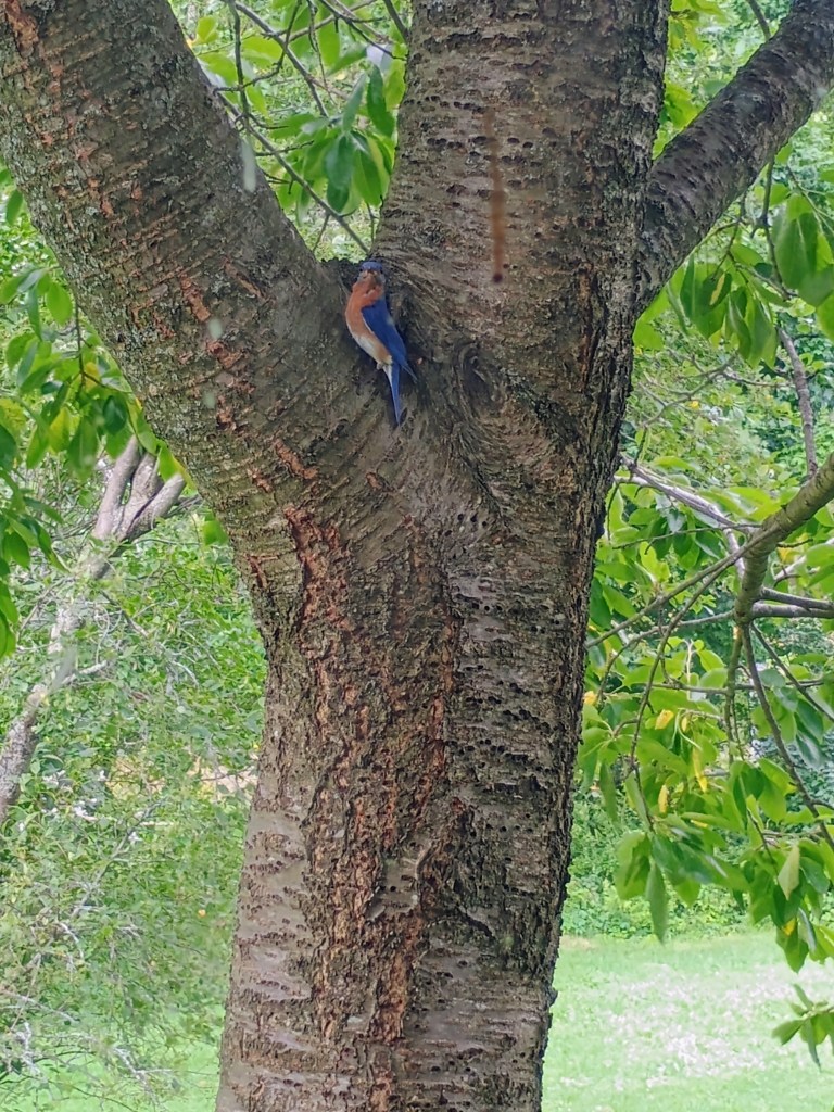 same bluebird perched in the crotch of a tree