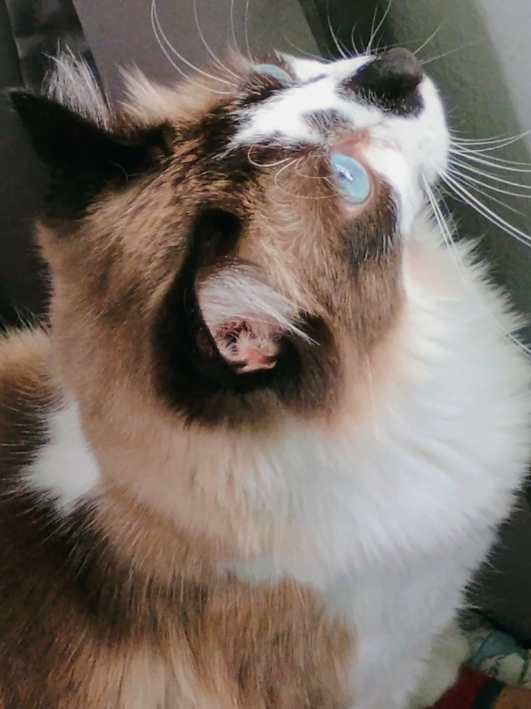 cat looking out a window