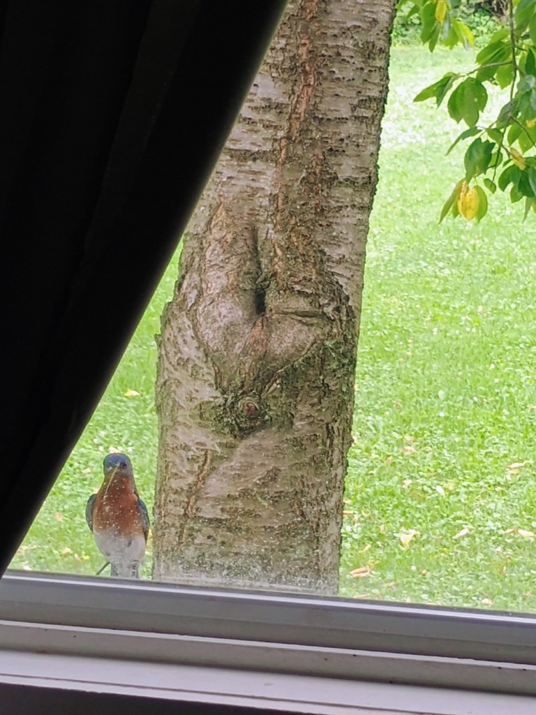 same bluebird sitting on the windowsill looking inside.