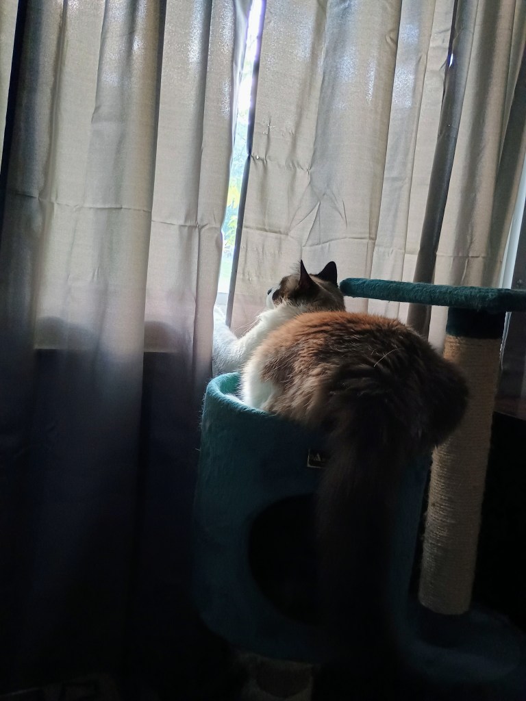 cat parting curtains with his paw to look outside